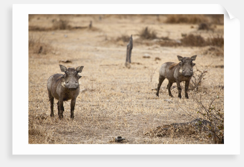 Young Warthogs by Anonymous