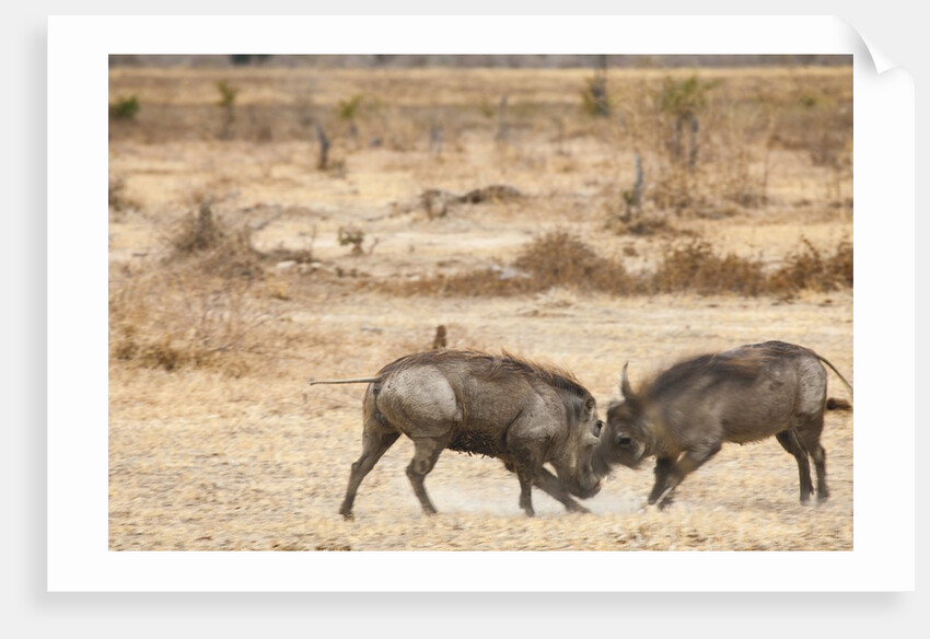 Young Warthogs Sparring by Anonymous