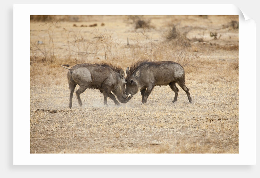 Young Warthogs Sparring by Anonymous