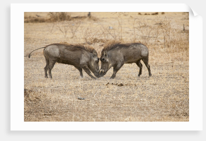 Young Warthogs Sparring by Anonymous