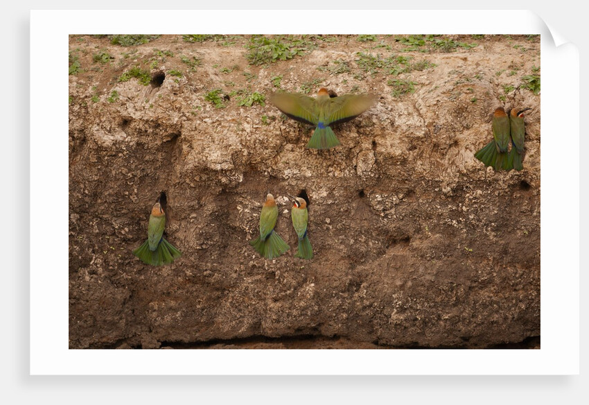 White-fronted Bee Eaters by Anonymous