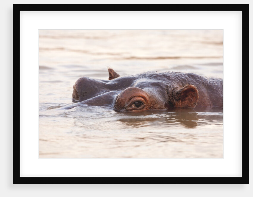 Hippopotamus by Anonymous