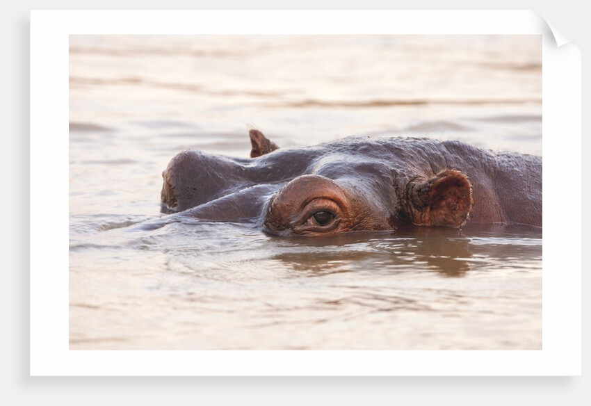 Hippopotamus by Anonymous