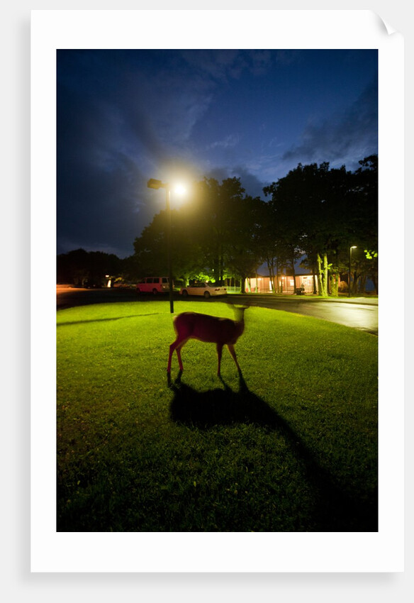 White-Taiiled Deer, Skyline Drive, Shenandoah National Park, Virginia by Anonymous