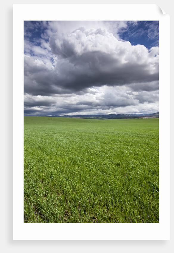 Spring Wheat Field, Walla Walla, Washington by Anonymous