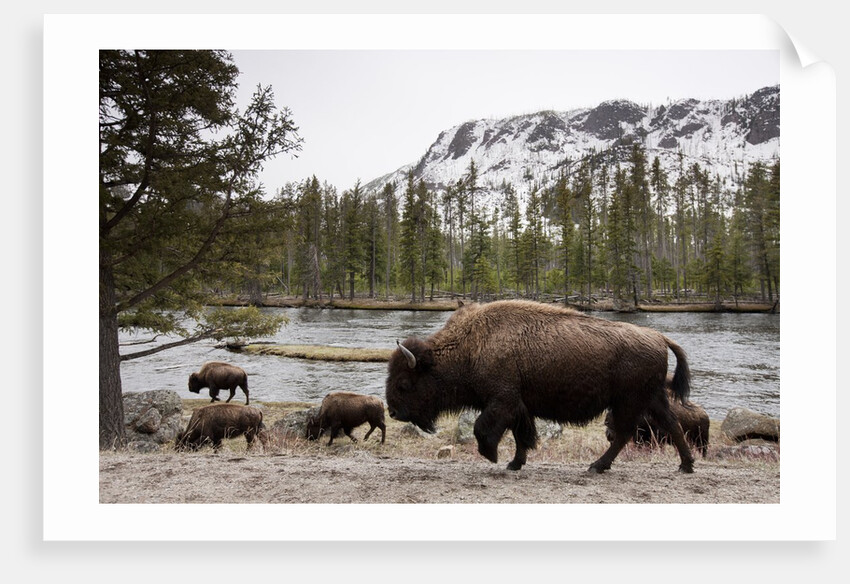 Bishon, Yellowstone National Park, Wyoming by Anonymous