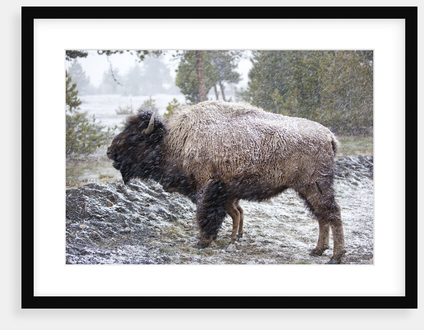 Bison, Yellowstone National Park, Wyoming by Anonymous