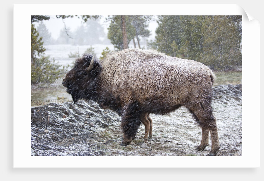 Bison, Yellowstone National Park, Wyoming by Anonymous