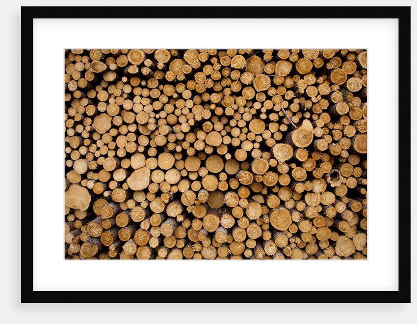 Log Pile at Sawmill, Gulliver, Michigan by Anonymous
