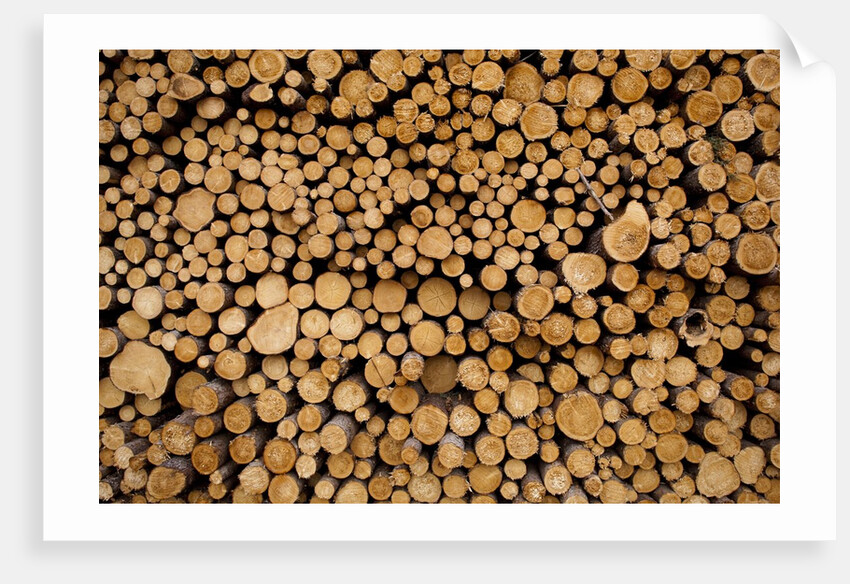 Log Pile at Sawmill, Gulliver, Michigan by Anonymous