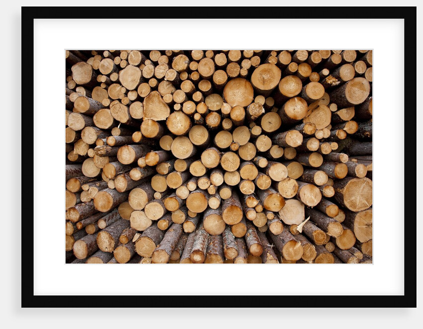 Log Pile at Sawmill, Gulliver, Michigan by Anonymous
