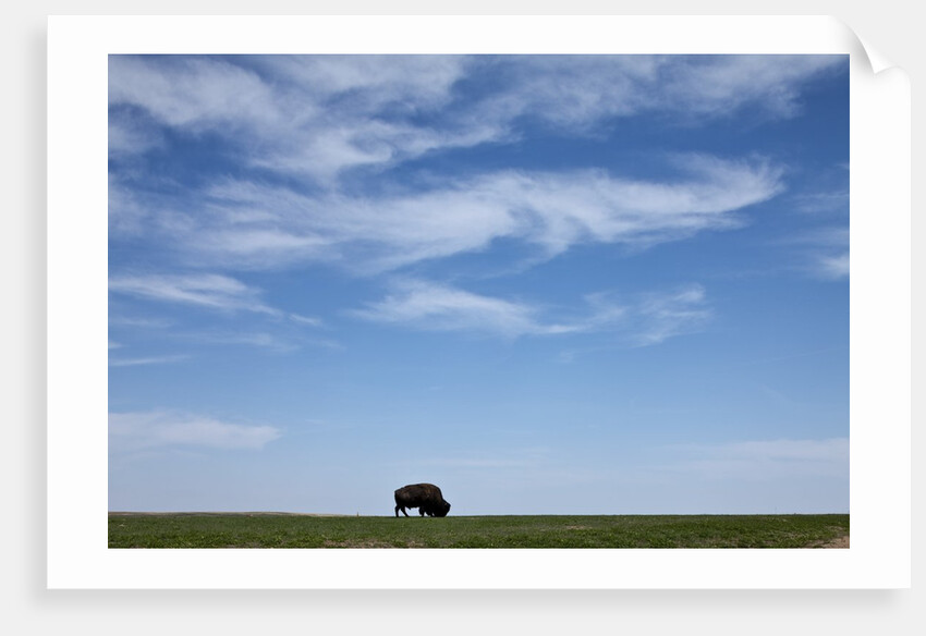 Bison, Badlands National Park, South Dakota by Anonymous