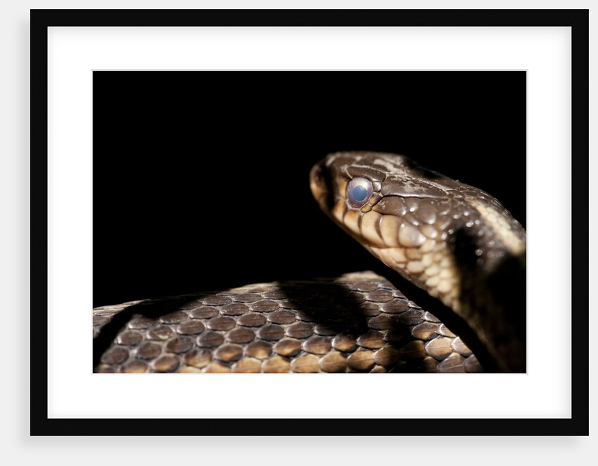 Garter Snake, Acadia National Park, Maine by Anonymous