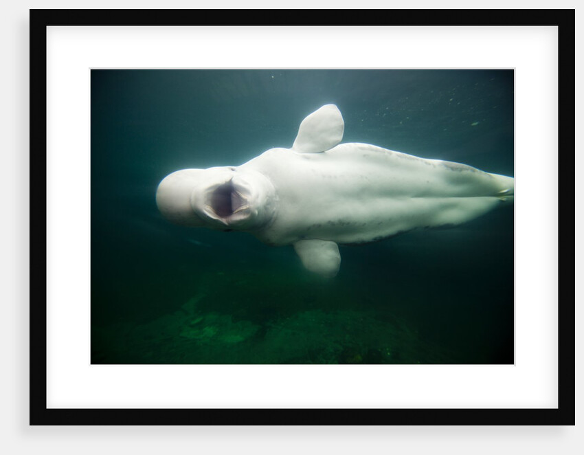 Beluga Whale, Mystic Aquarium, Connecticut by Anonymous