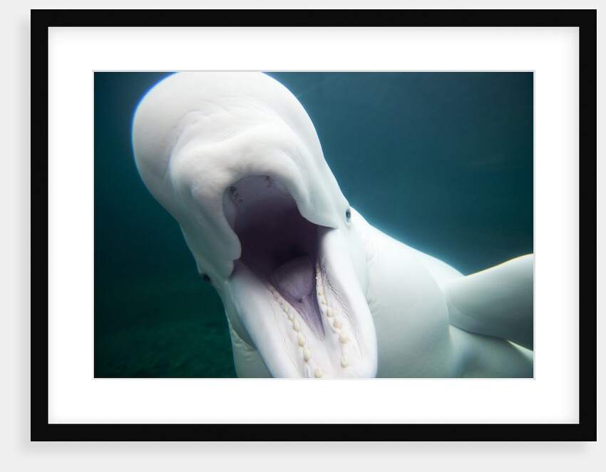 Beluga Whale, Mystic Aquarium, Connecticut by Anonymous