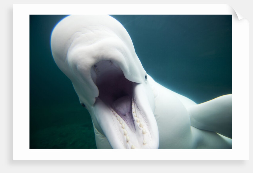 Beluga Whale, Mystic Aquarium, Connecticut by Anonymous