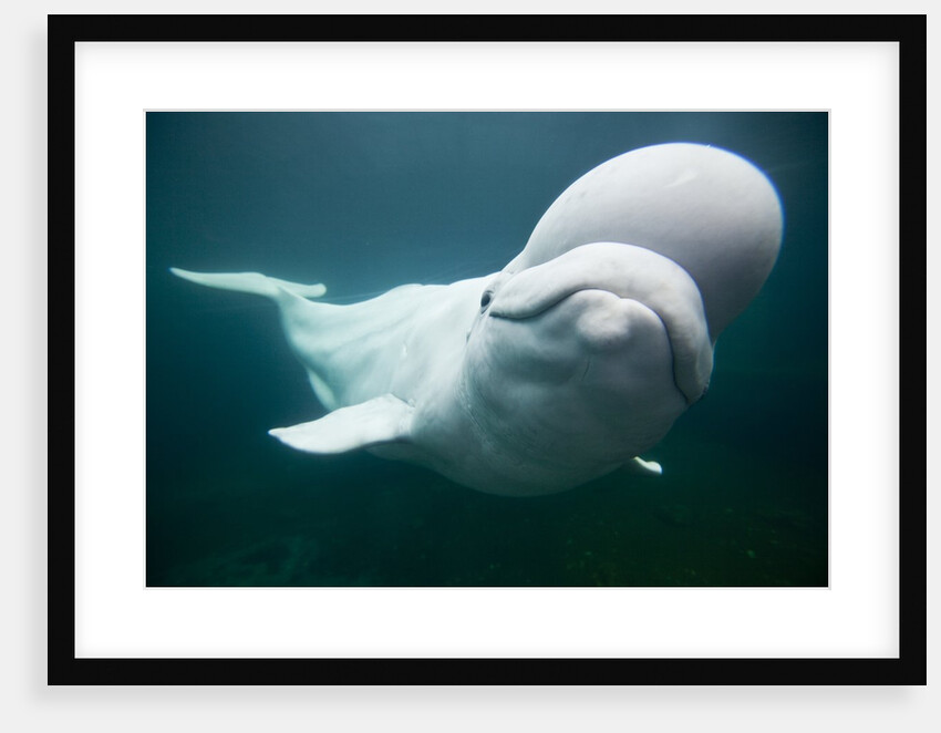 Beluga Whale, Mystic Aquarium, Connecticut by Anonymous