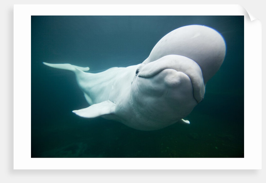 Beluga Whale, Mystic Aquarium, Connecticut by Anonymous