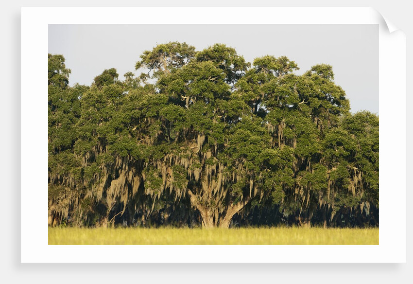 Spanish Moss, Pineland, Florida by Corbis