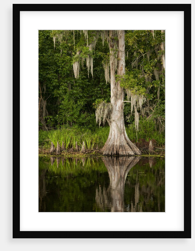 Bayou, New Orleans, Louisiana by Anonymous