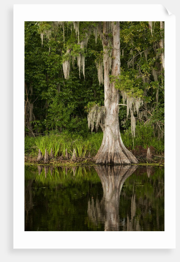 Bayou, New Orleans, Louisiana by Anonymous