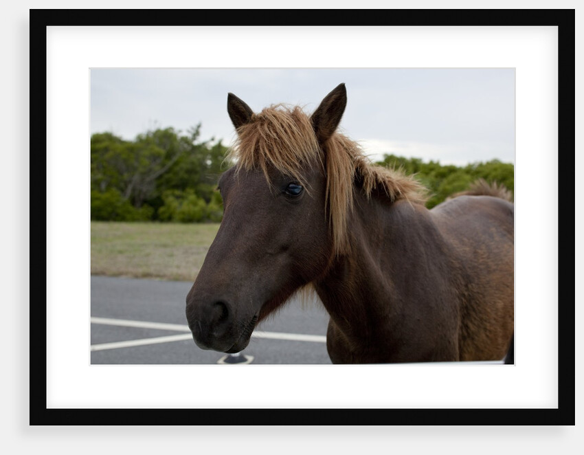 Wild Horses by Anonymous