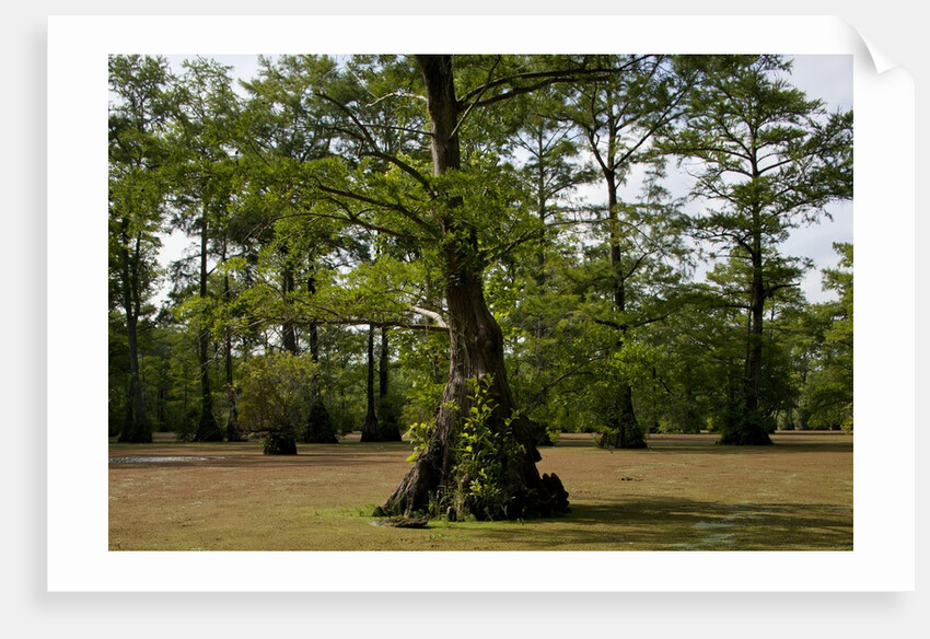 Merchants Millpond State Park, North Carolina by Anonymous