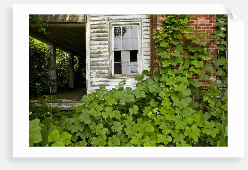 Abandoned Farmhouse, Armour, North Carolina by Anonymous