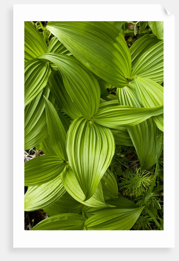 Forest Vegetation, White Mountains, New Hampshire by Anonymous