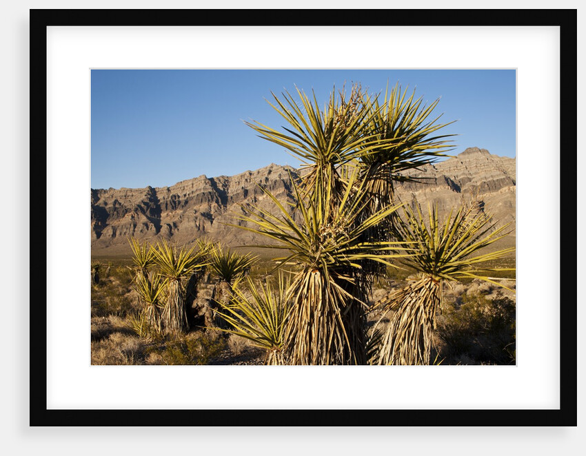 Joshua Tree, Delamar, Nevada by Anonymous