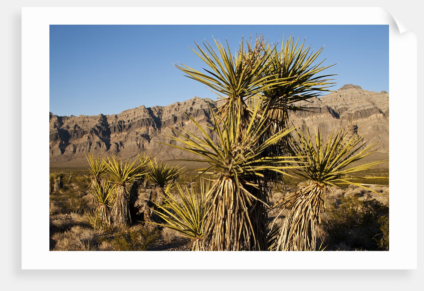 Joshua Tree, Delamar, Nevada by Anonymous