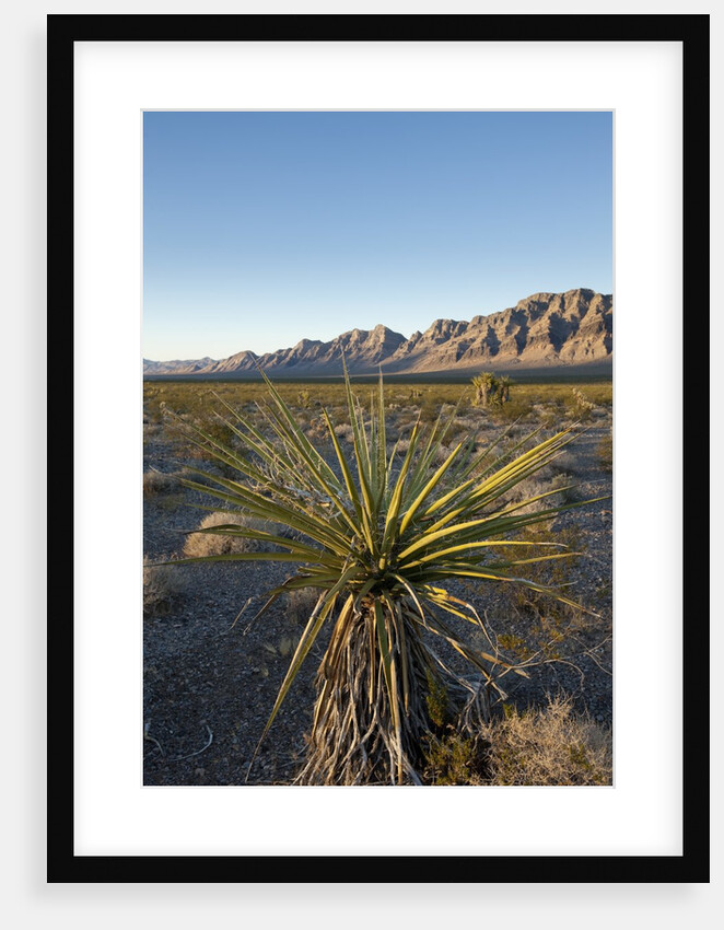 Joshua Tree, Delamar, Nevada by Anonymous