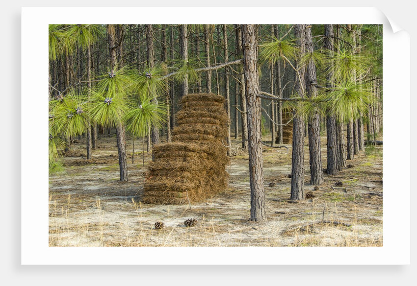 Pine needle harvest by Anonymous