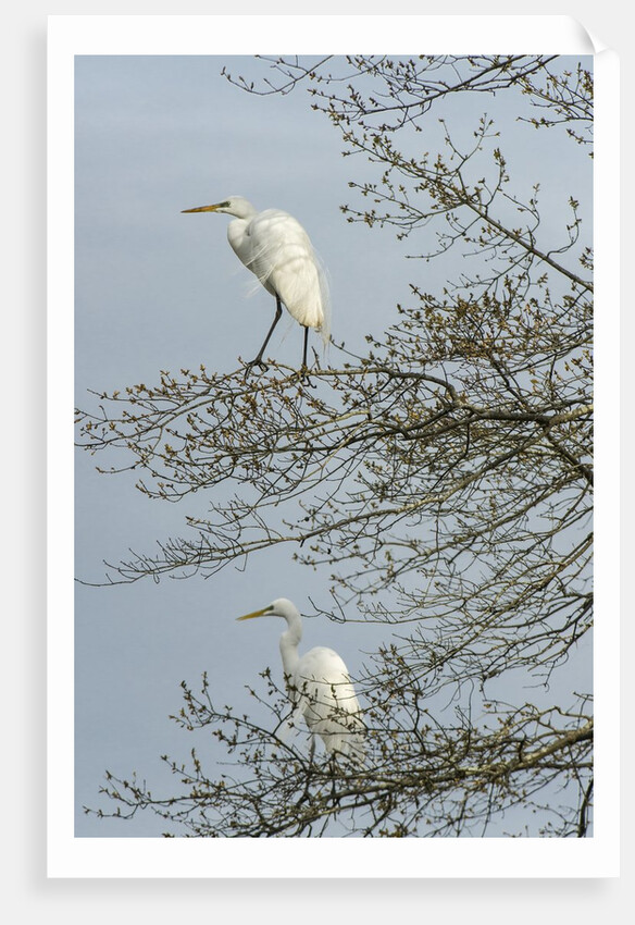 Egret by Anonymous