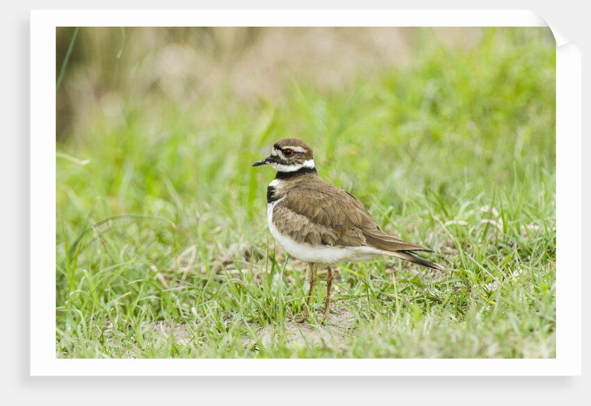 Killdeer by Anonymous