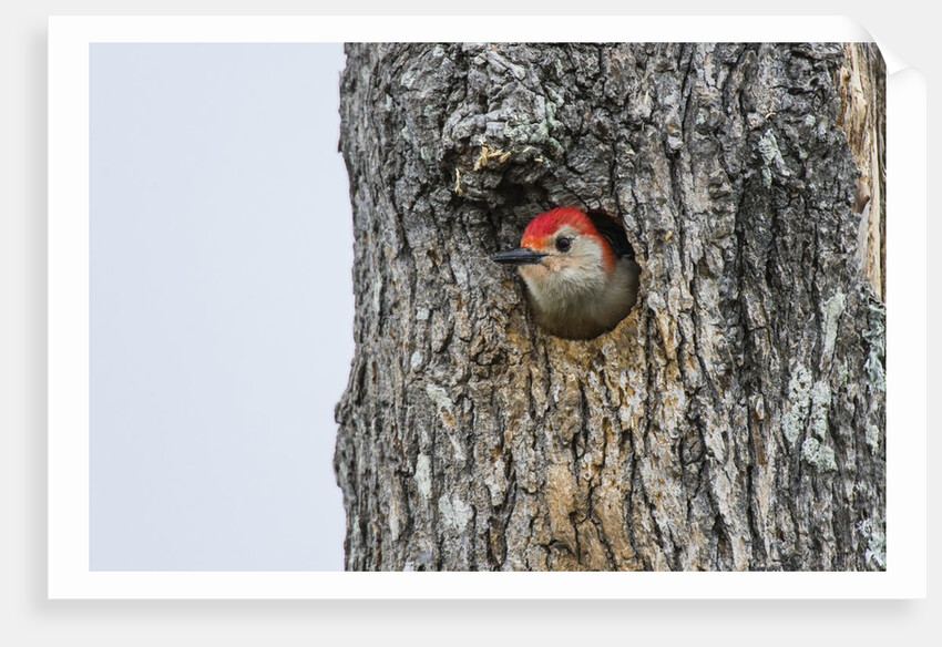 Red-bellied Woodpecker by Anonymous