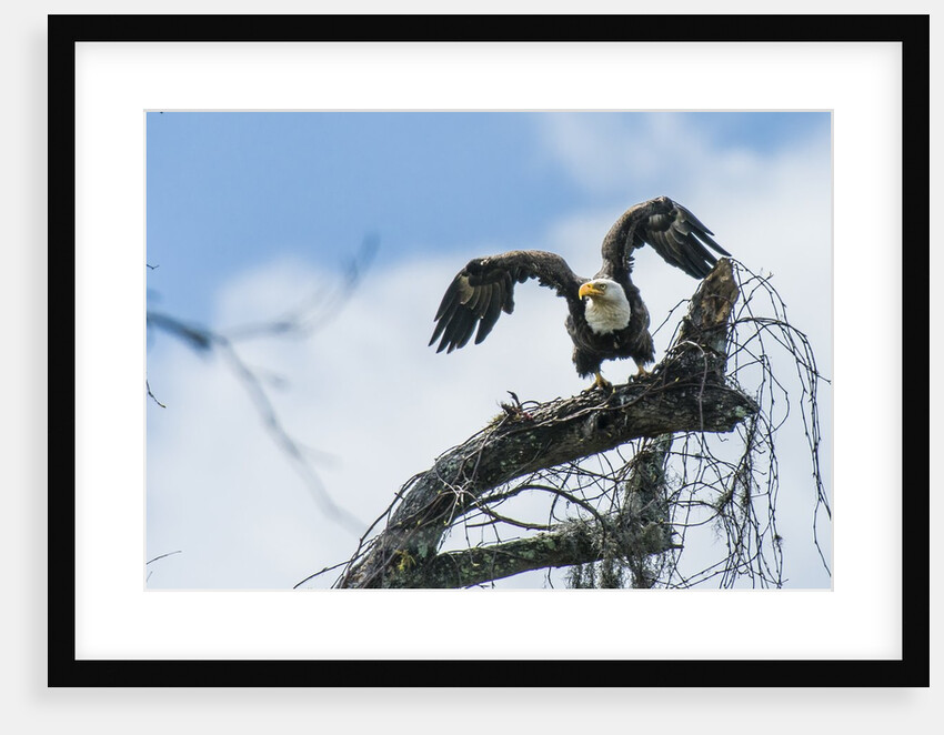 American Eagle by Anonymous