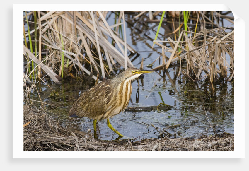 American Bittern by Anonymous