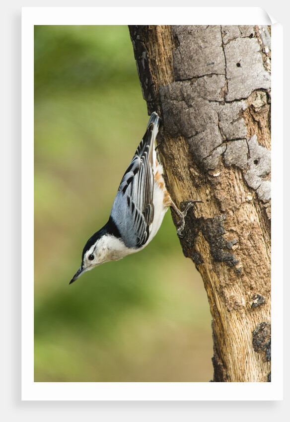 White-breasted Nuthatch by Anonymous