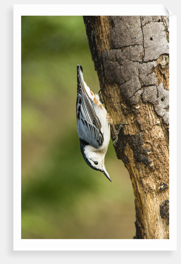 White-breasted Nuthatch by Anonymous