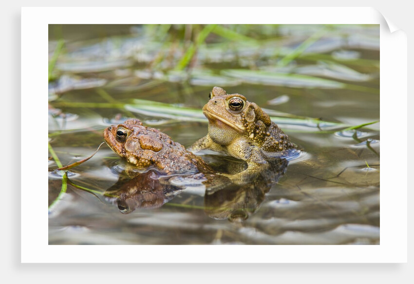 Fowler Frog by Anonymous