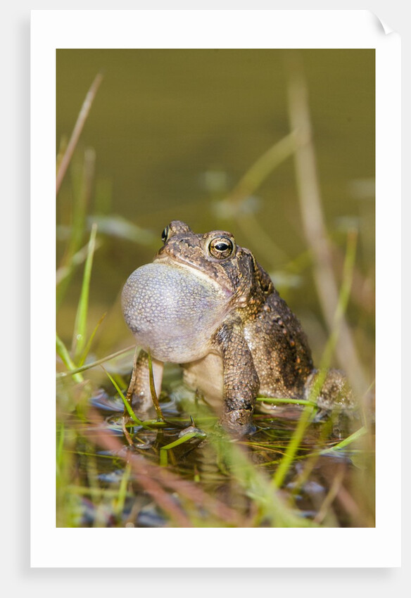 Fowler Frog by Anonymous