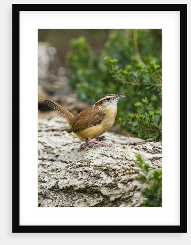 Carolina Wren by Anonymous