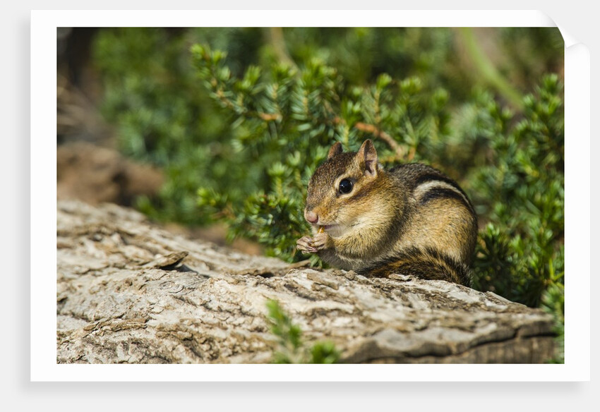 Eastern Chipmunk by Anonymous