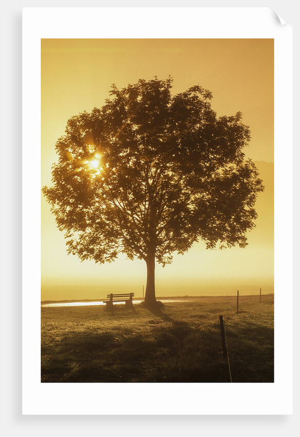 Sunrise and a tree by Anonymous