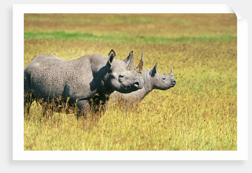 Rhino in Kenya by Anonymous