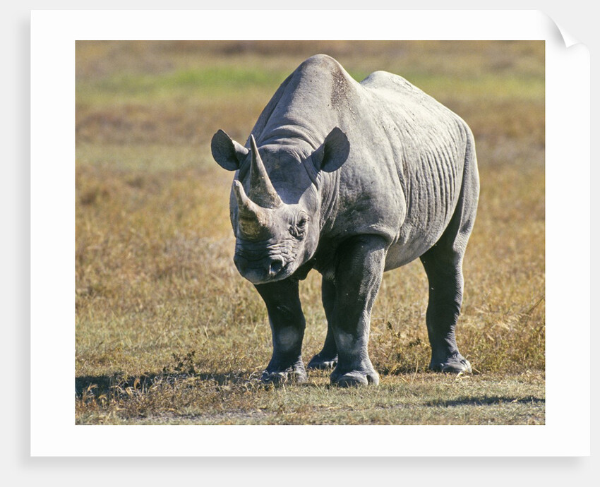 Rhino in Kenya by Anonymous