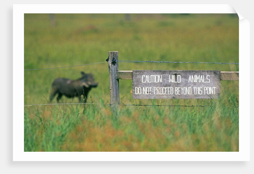 Warthog in Kenya by Anonymous