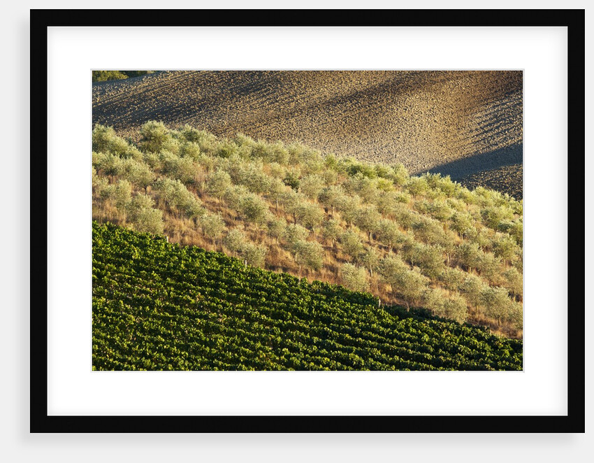 Vineyards and olive grove in the rolling hills of Tuscany by Anonymous