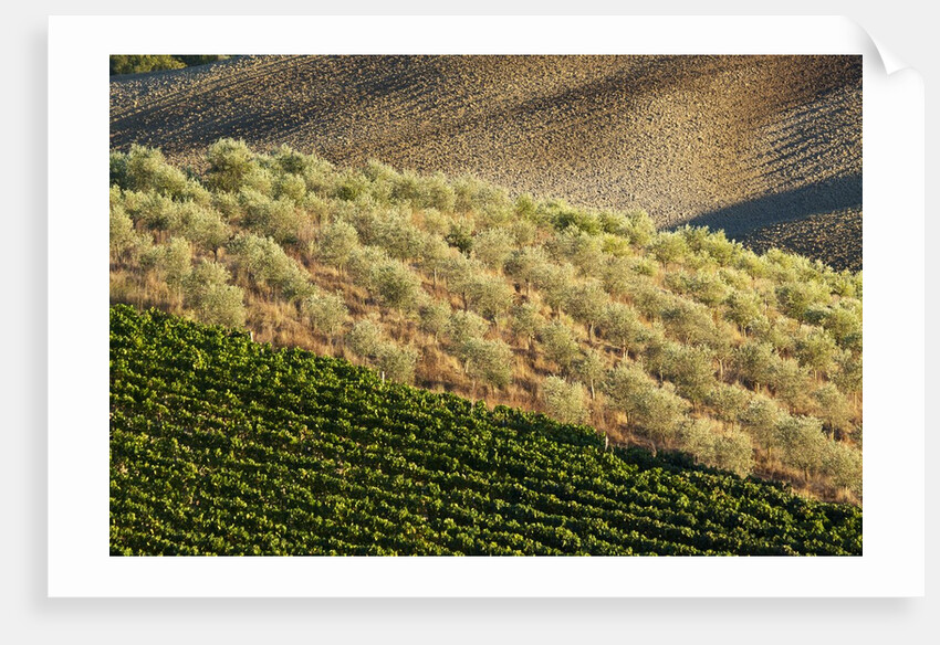 Vineyards and olive grove in the rolling hills of Tuscany by Anonymous